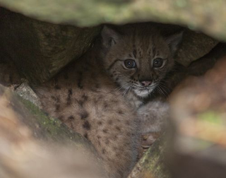 Illustration for article titled ZOMG BABY LYNX CUBS!!!